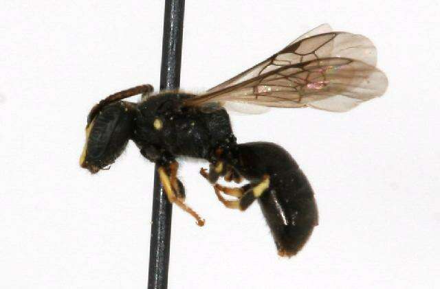 Image of Hylaeus mesillae (Cockerell 1896)