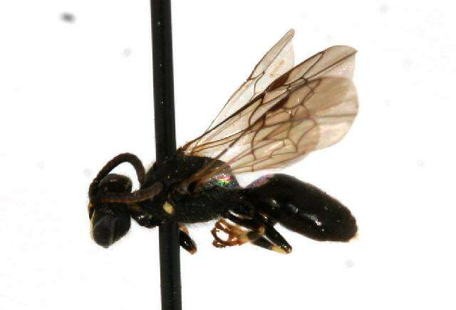 Image of Hylaeus mesillae (Cockerell 1896)