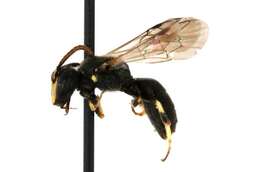 Image of Hylaeus mesillae (Cockerell 1896)