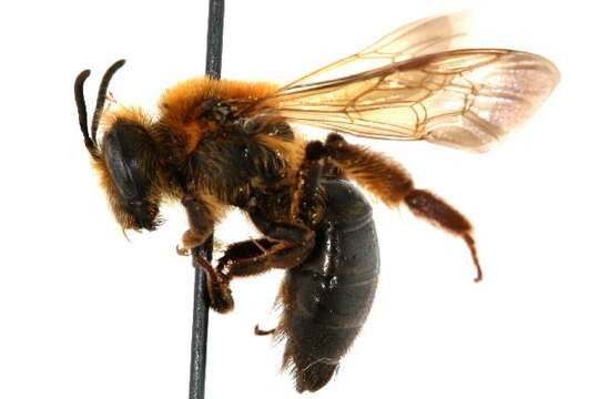 صورة Andrena nivalis Smith 1853