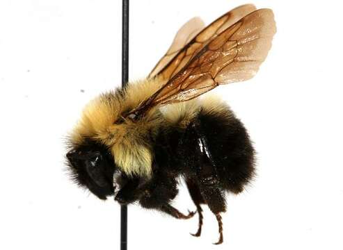 Image of Two-spotted Bumblebee