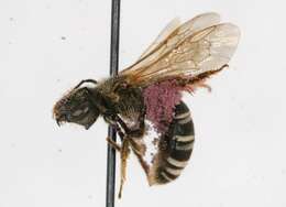 Image of Halictus ligatus Say 1837