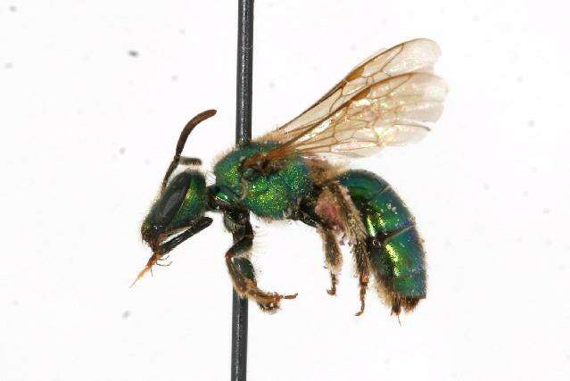 Image of Augochlorella aurata (Smith 1853)