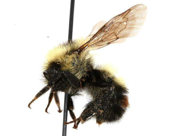 Image of Red-belted Bumble Bee