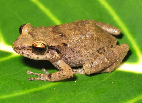 Eleutherodactylus johnstonei Barbour 1914 resmi