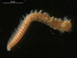 Image of Spionida