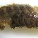 Image of Eunoe depressa Moore 1905