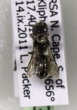 Image of Othinosmia Michener 1943