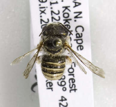 Image of Afranthidium Michener 1948