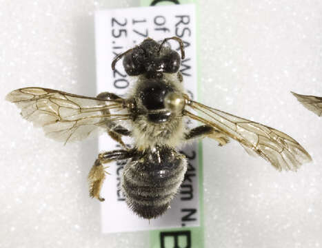 Image of Mandibulata