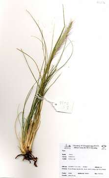 Image of true grasses