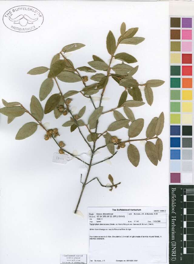 Image of Tapiphyllum