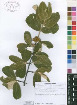 Image of Tapiphyllum