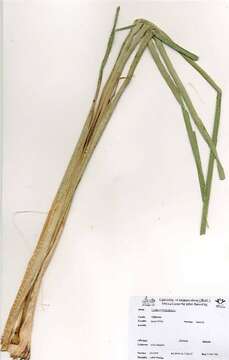 Image of Bulrush