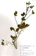 Image of Crotalaria laburnifolia subsp. australis