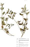 Plancia ëd <i>Indigofera rhytidocarpa</i> subsp. <i>rhytodocarpa</i>