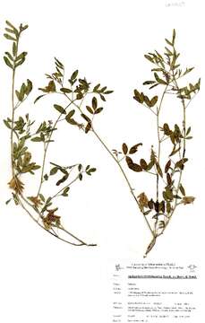 Plancia ëd <i>Indigofera rhytidocarpa</i> subsp. <i>rhytodocarpa</i>