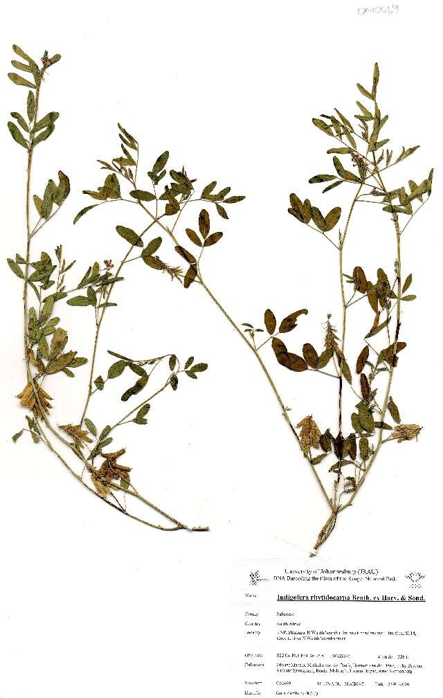 Image of <i>Indigofera rhytidocarpa</i> subsp. <i>rhytodocarpa</i>