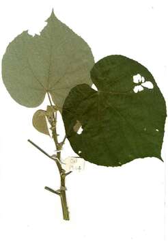 Image of Abutilon angulatum (Guill. & Perr.) Mast.