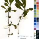 Image of Gardenia cornuta Hemsl.