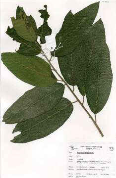 Imagem de Ficus capreifolia Del.