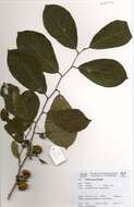 Diospyros squarrosa Klotzsch的圖片