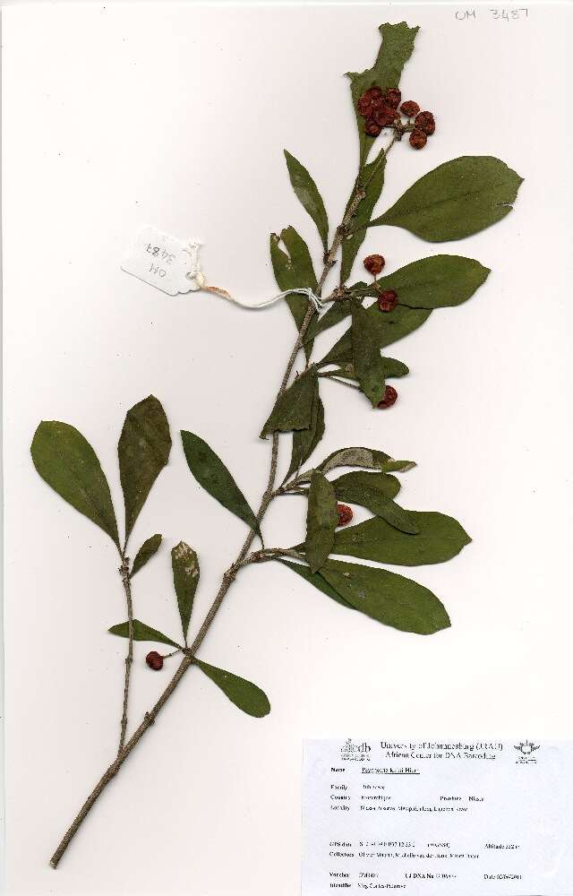 Image of Psychotria punctata var. punctata