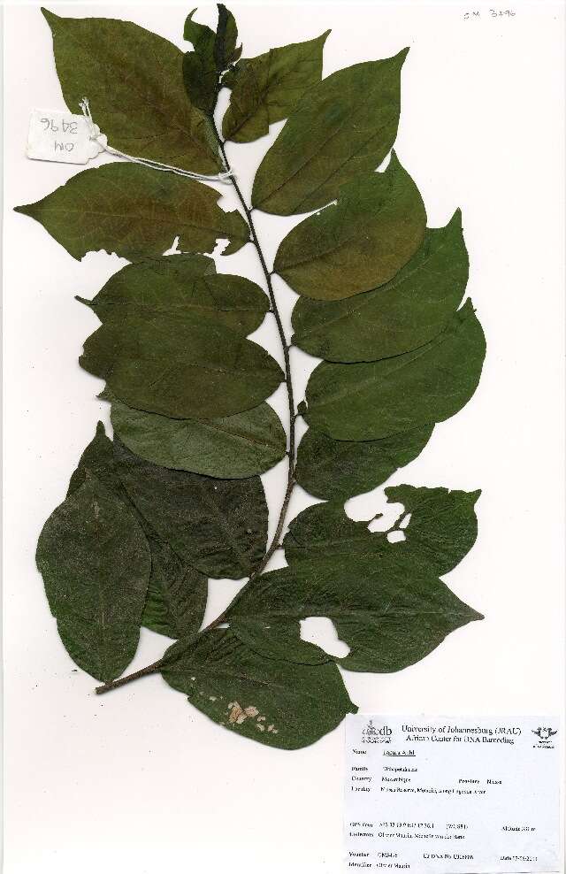 Image of Leafberry tree