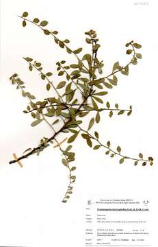 Image of Gymnosporia szyszylowiczii (Kuntze) M. Jordaan