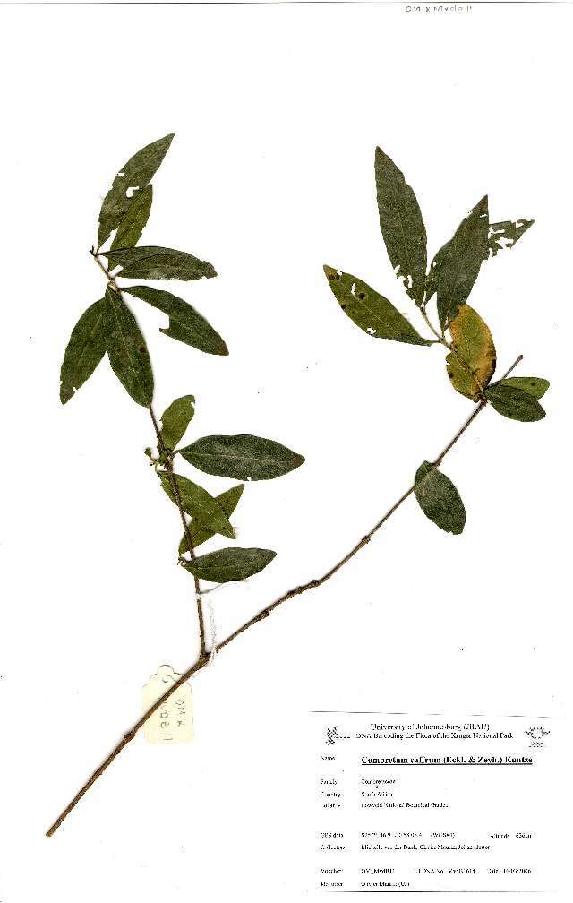 Image of Combretum caffrum (Eckl. & Zeyh.) Kuntze