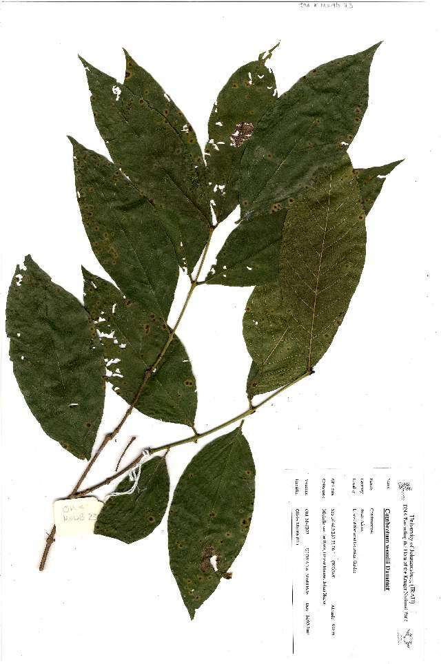 Image of Combretum woodii Dümmer