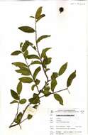 Image of Combretum petrophilum E. Retief