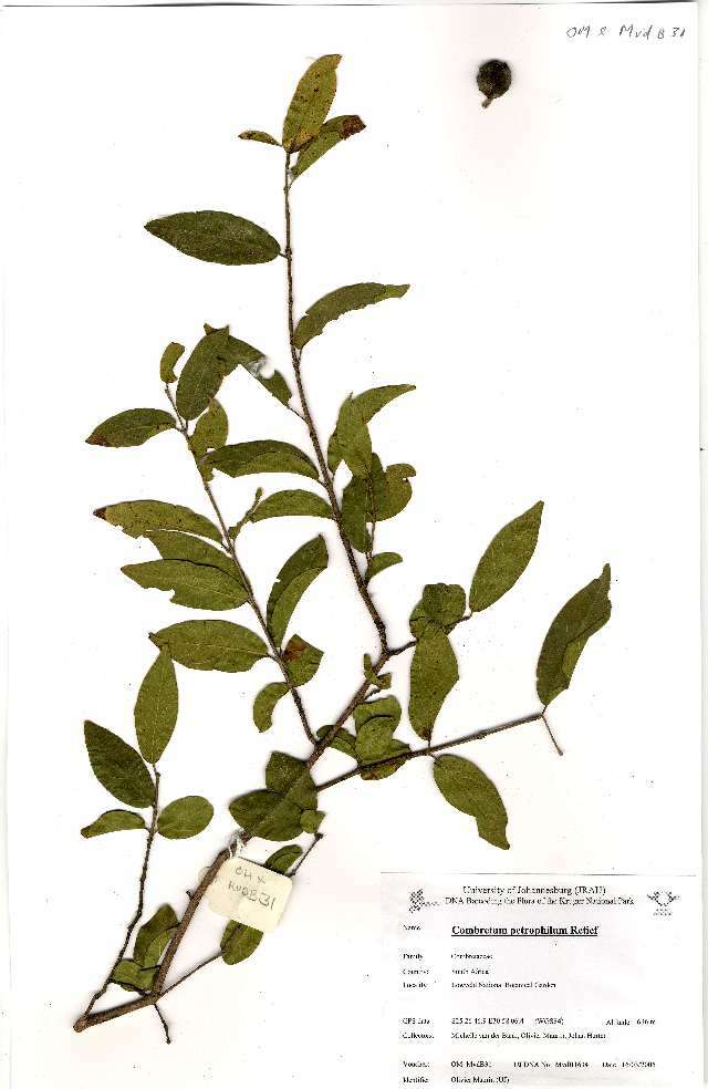 Image of Combretum petrophilum E. Retief