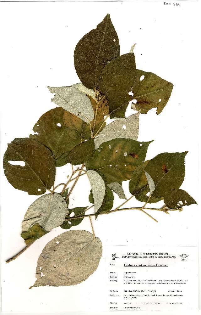 Image of Croton steenkampianus Gerstner