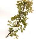 Image of Splendid thorn