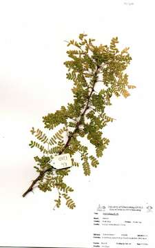 Image of Vachellia robusta (Burch.) Kyal. & Boatwr.