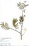 Image of Common hook-thorn Acacia