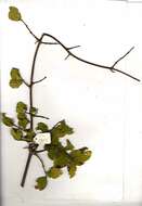 Image of Knobbly bushwillow