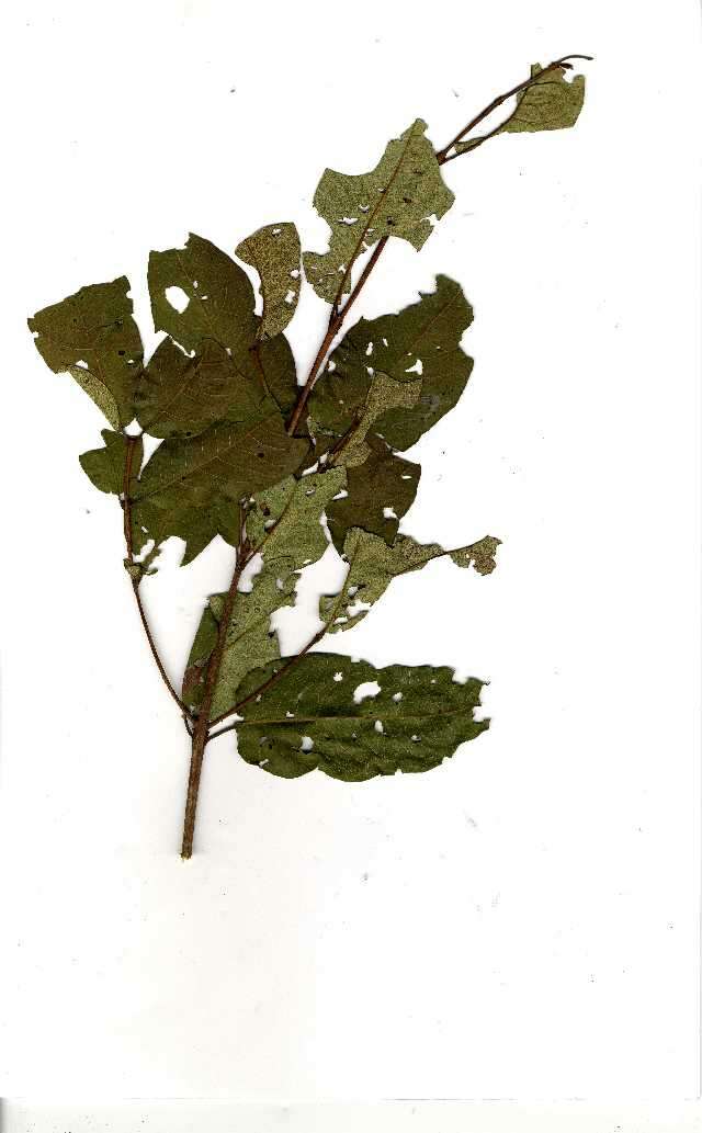 Imagem de Combretum adenogonium Steud. ex A. Rich.