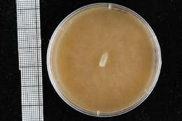 Image of Pythiales