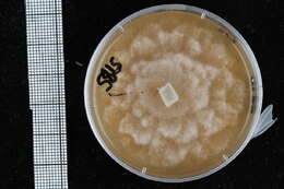 Image of Pythiales