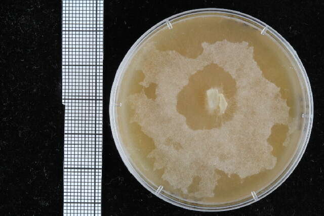 Image of Pythiales