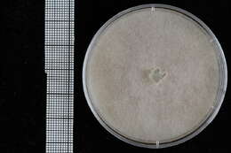 Image of Pythiales