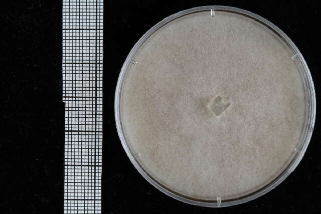Image of Pythiales