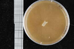 Image of Pythiales