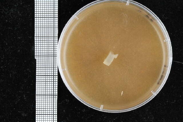 Image of Pythiales