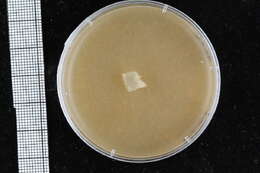 Image of Pythiales
