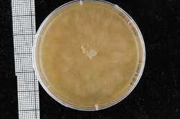 Image of Pythiales