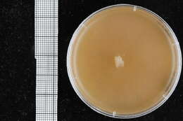 Image of Pythiales
