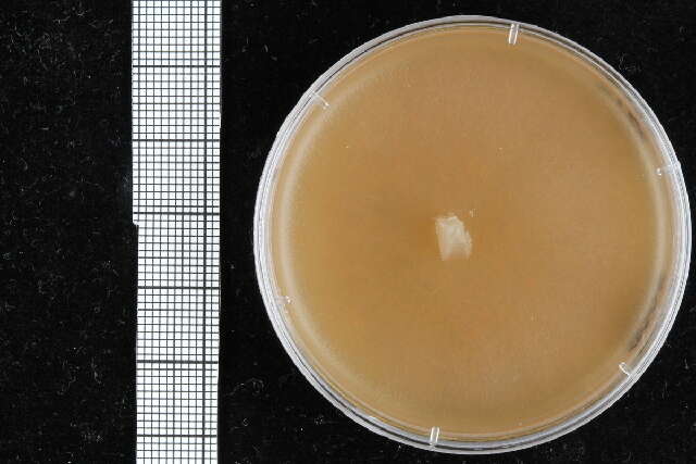 Image of Pythiales